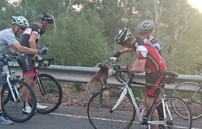 Australie: Un koala assoiffé arrête un cycliste pour boire sa bouteille d`eau